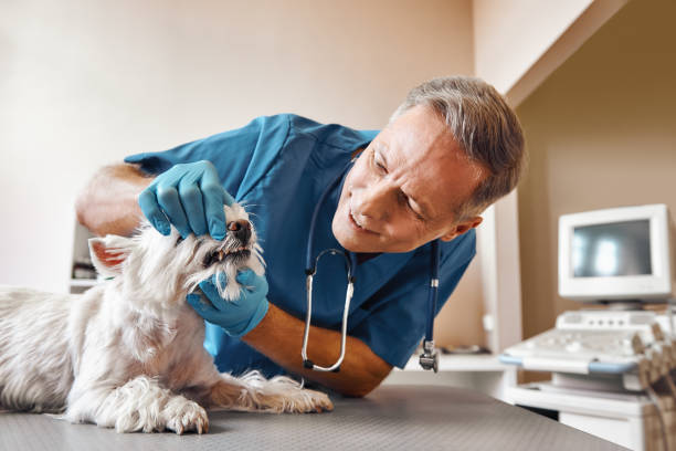 Best Emergency Dentist for Lost Fillings or Crowns in Newport, VT